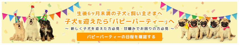 子犬のしつけについて 日本初 犬のようちえん 公式サイト